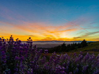 The sun rises over a foggy mountain. There is a lot of grass and lupin in the foreground