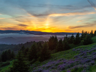 The sun rises over a foggy valley full of trees and lupin