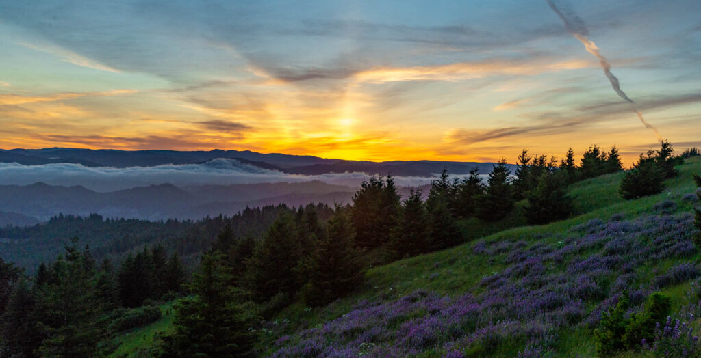 The sun rises over a foggy valley full of trees and lupin