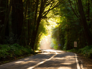 The sun filters through trees onto a rural road