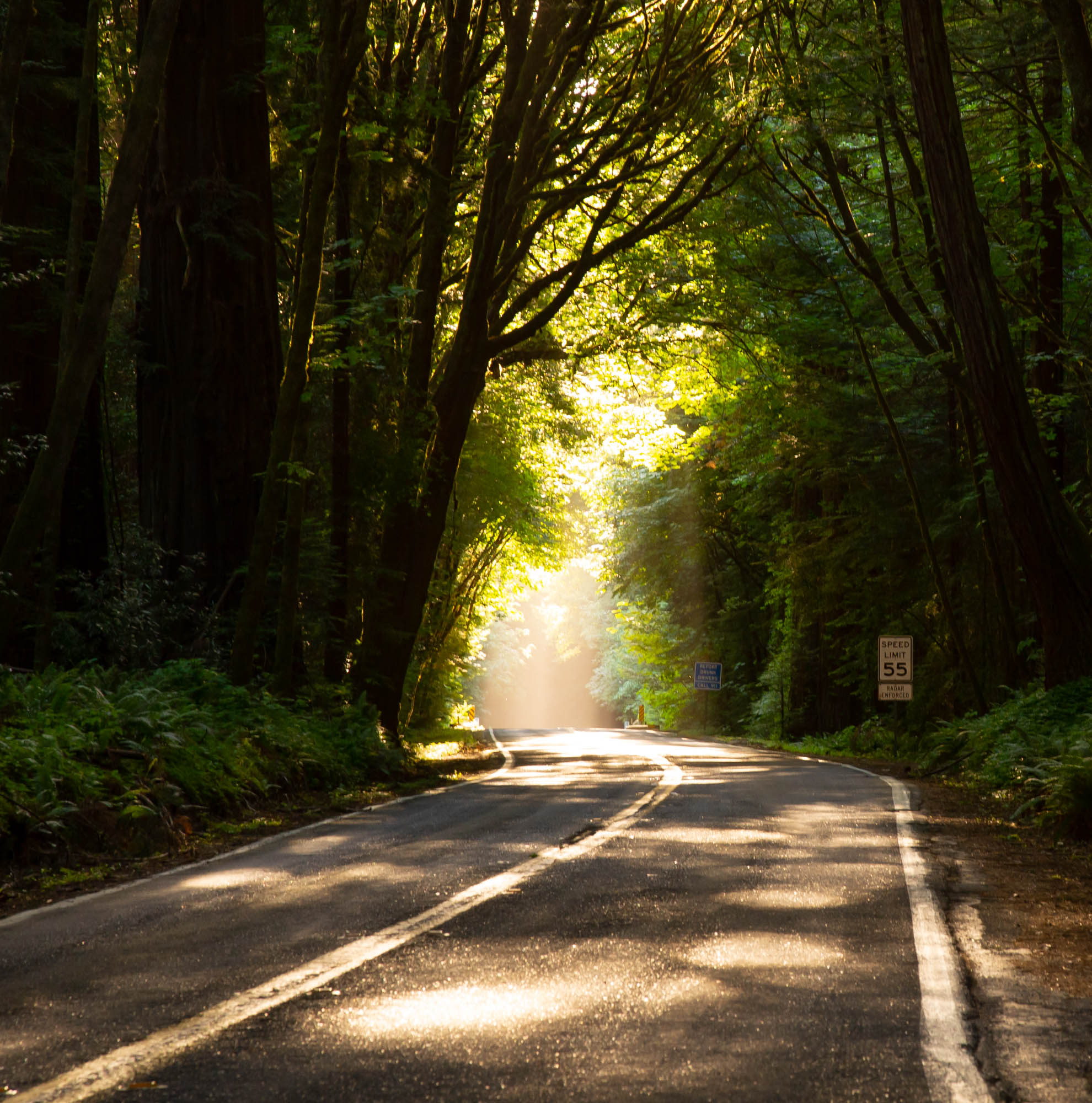 The sun filters through trees onto a rural road