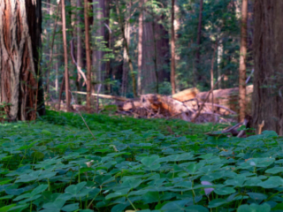 A forest floor, showing redwood sorrel in the foreground and trees in the background