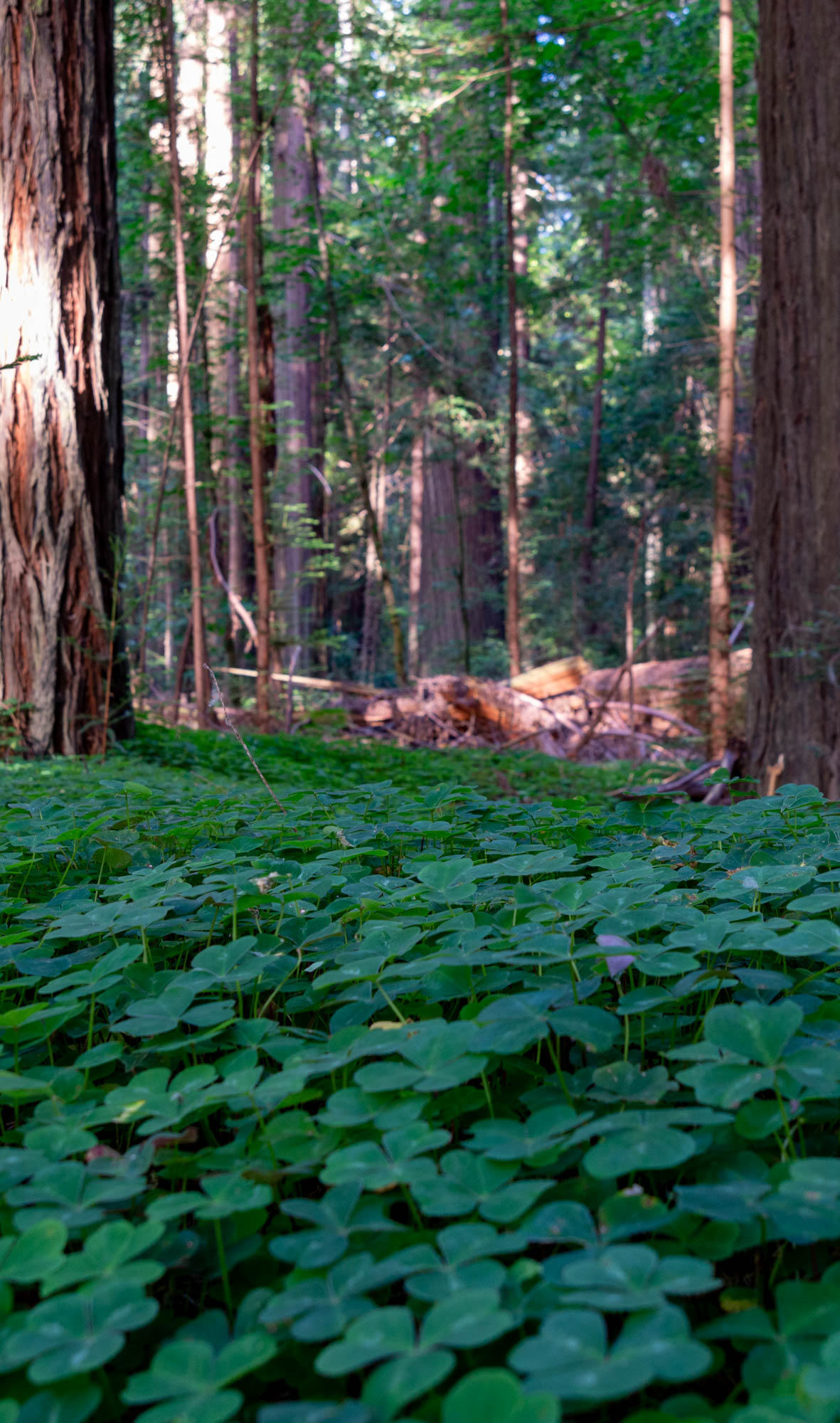 A forest floor, showing redwood sorrel in the foreground and trees in the background