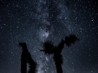 The silhouette of Two joshua trees sit in front of the milky way and some shooting stars