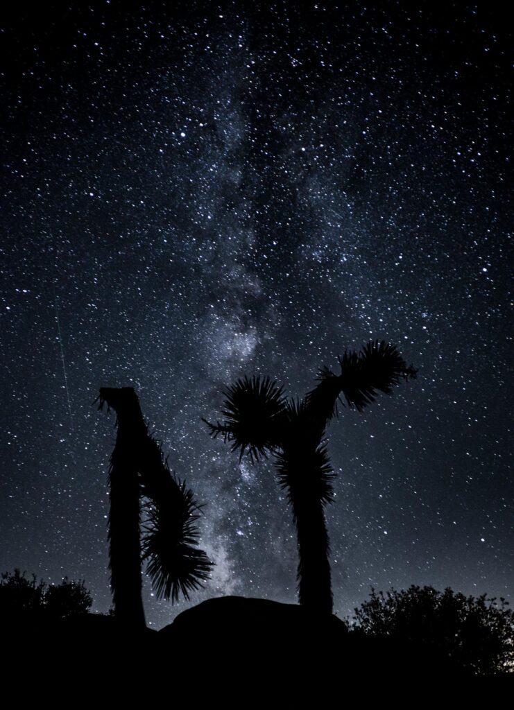 The silhouette of Two joshua trees sit in front of the milky way and some shooting stars