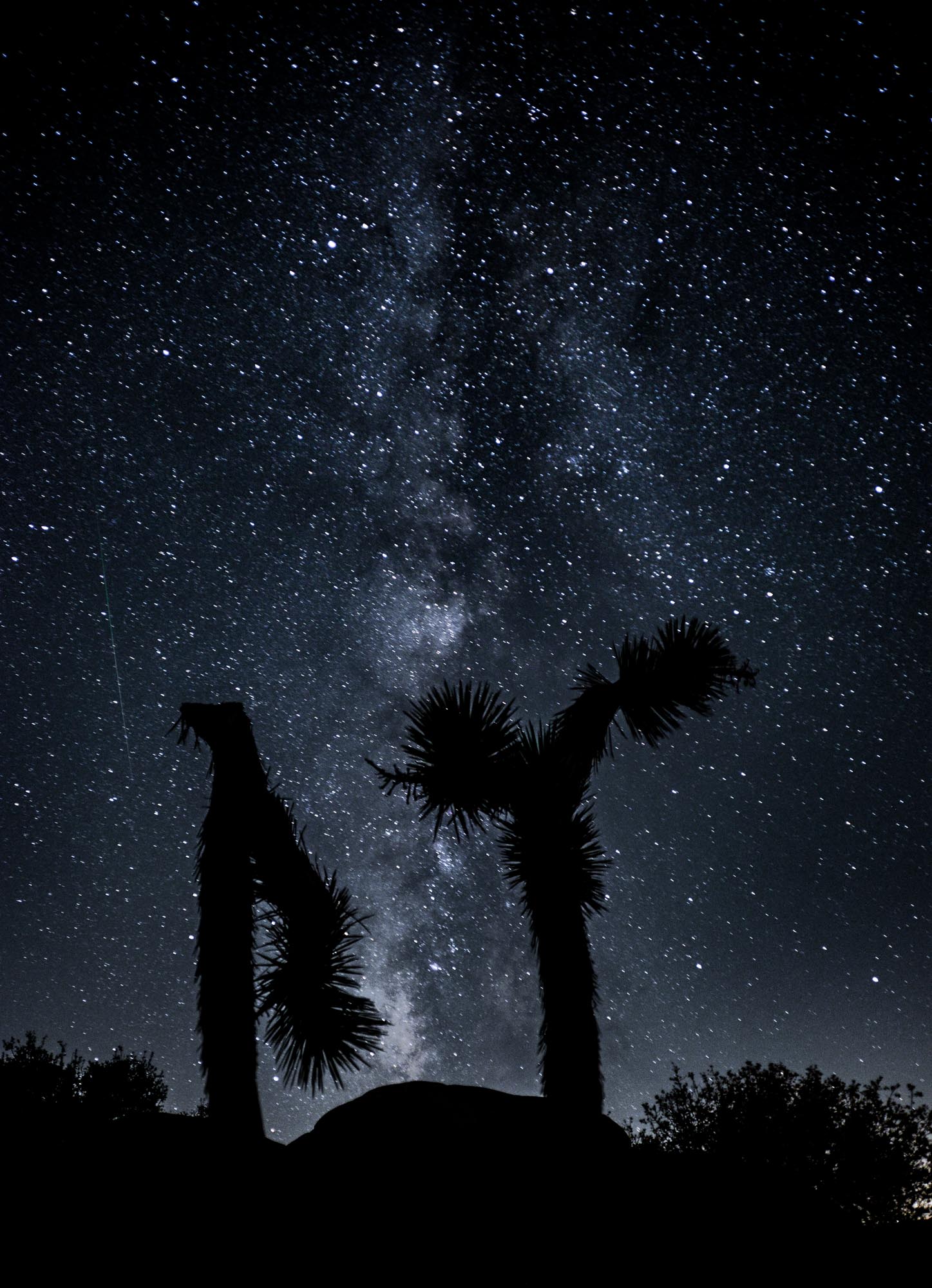 The silhouette of Two joshua trees sit in front of the milky way and some shooting stars