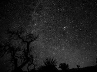 A silhouette of a tree sits in front of the milky way and the Andromeda galaxy