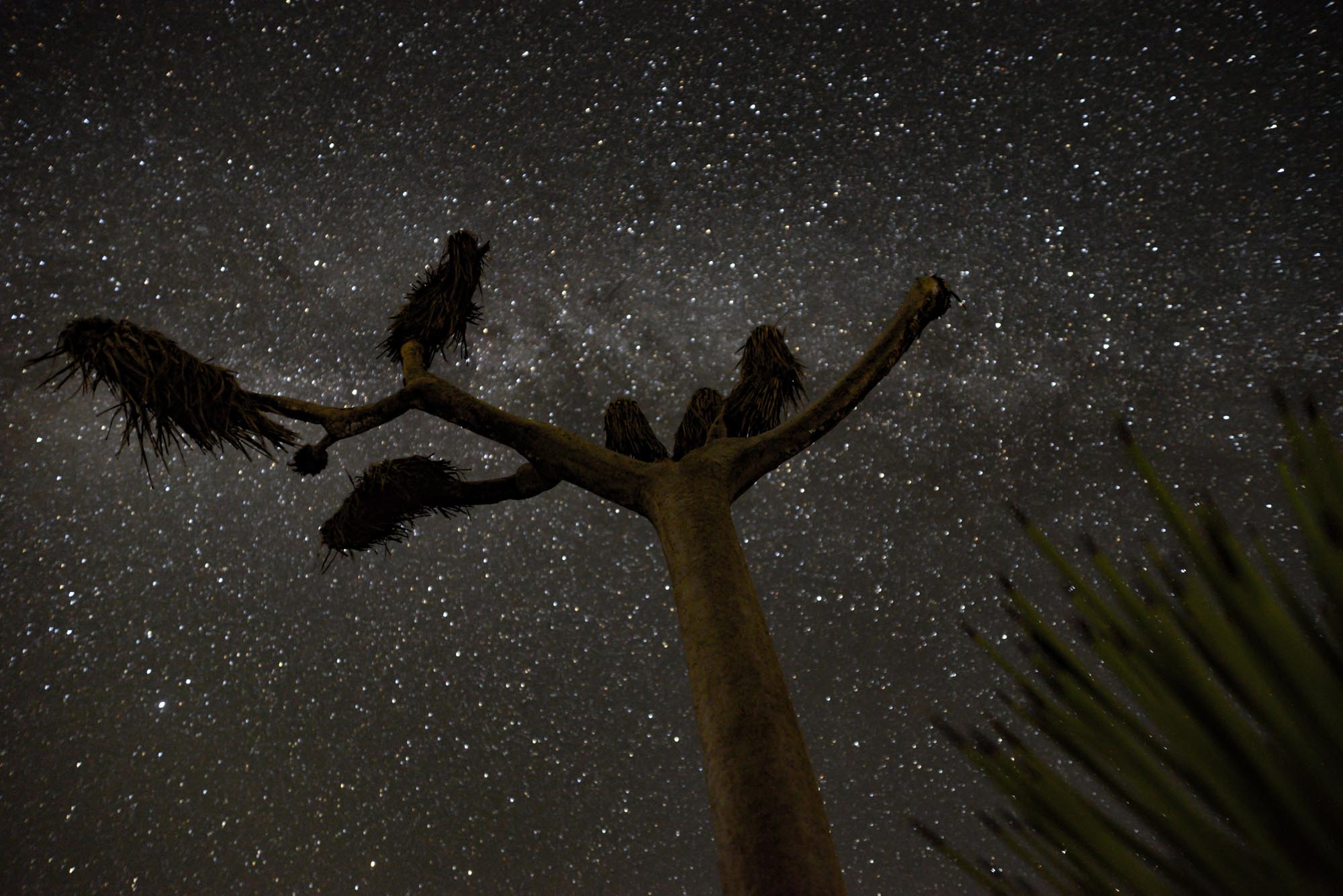 A low photo of a joshua tree pointing at the milky way