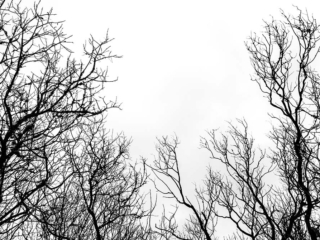 An abstract picture of a tree in black and white.