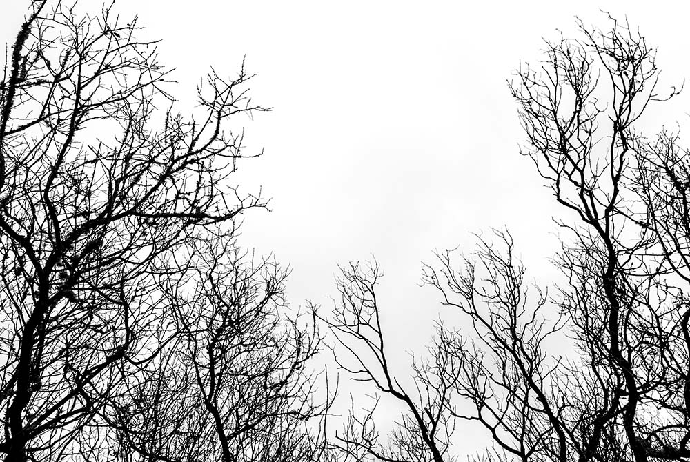An abstract picture of a tree in black and white.