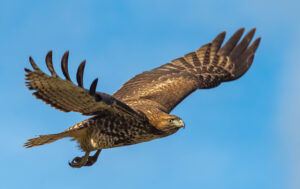 A hawk flies with its wings spread far apart.