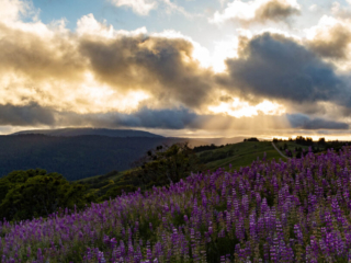 Rays of sunlight break through clouds over a valley. There is a spray of lupine in the foreground