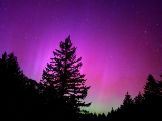 The northern lights shine through some trees
