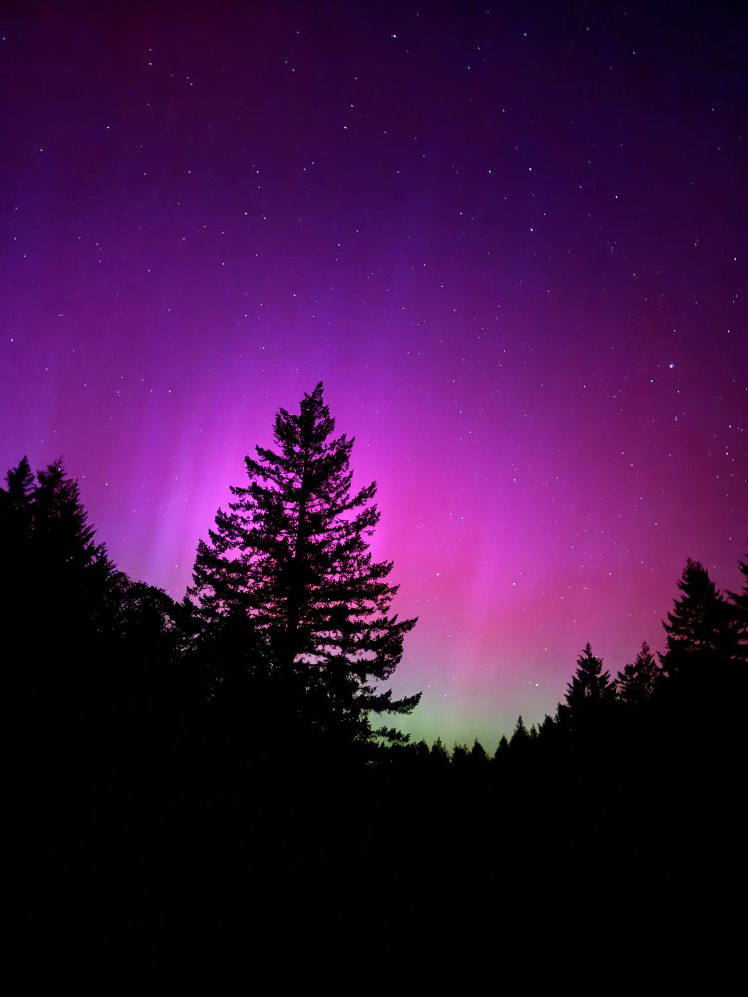 The northern lights shine through some trees