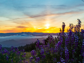 The sun rises over a mountainous valley. There is a spray of lupine in the foreground