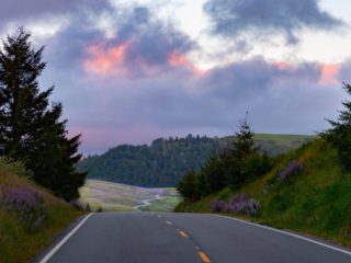 A road rolls through a forest in the foreground, and turns into some s-curves through lupin fields in the background. The sky is bright orange and purple.