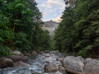 A river rolls through a forest. There is a mountain in the background